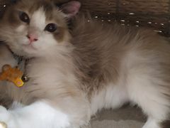 -藏猫猫咖啡主题馆(中央大道店)