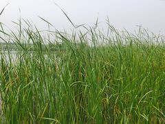 -西青郊野公园