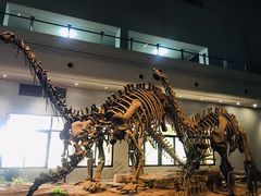 -自贡恐龙博物馆