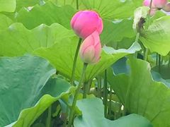 -荷塘月色湿地公园·向阳花洲