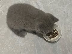 -屋虎猫馆(宝安大仟里店)