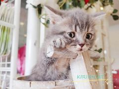 -十年猫舍·猫咪专门店(普陀店)
