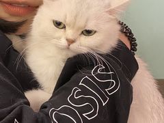 -猫小院猫主题餐厅(三里屯店)