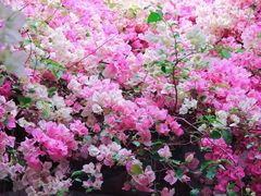 -深圳国际园林花卉博览园