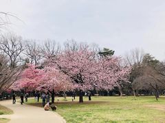 -井之头恩赐公园