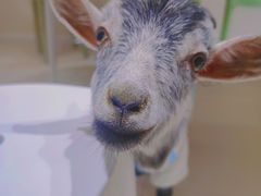 -怪兽屋·羊驼·猫咖·狗咖(俊华广场店)