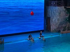 -芜湖新华联大白鲸海洋公园