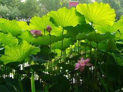 -陈家山荷花公园