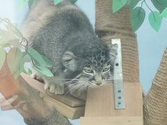 -青藏高原野生动物园
