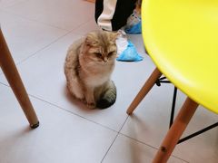 -柚子猫舍·精品猫舍购猫·猫咪认养·购宠·宠物店