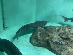 -太平洋海底世界