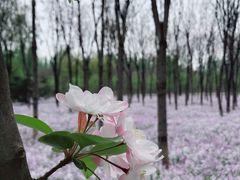 -将府公园