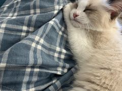 -艾吉宠物医院·疑难杂症转诊中心·猫友好(碧江路院)