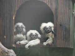 -上海野生动物园