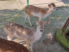 -贵州森林野生动物园