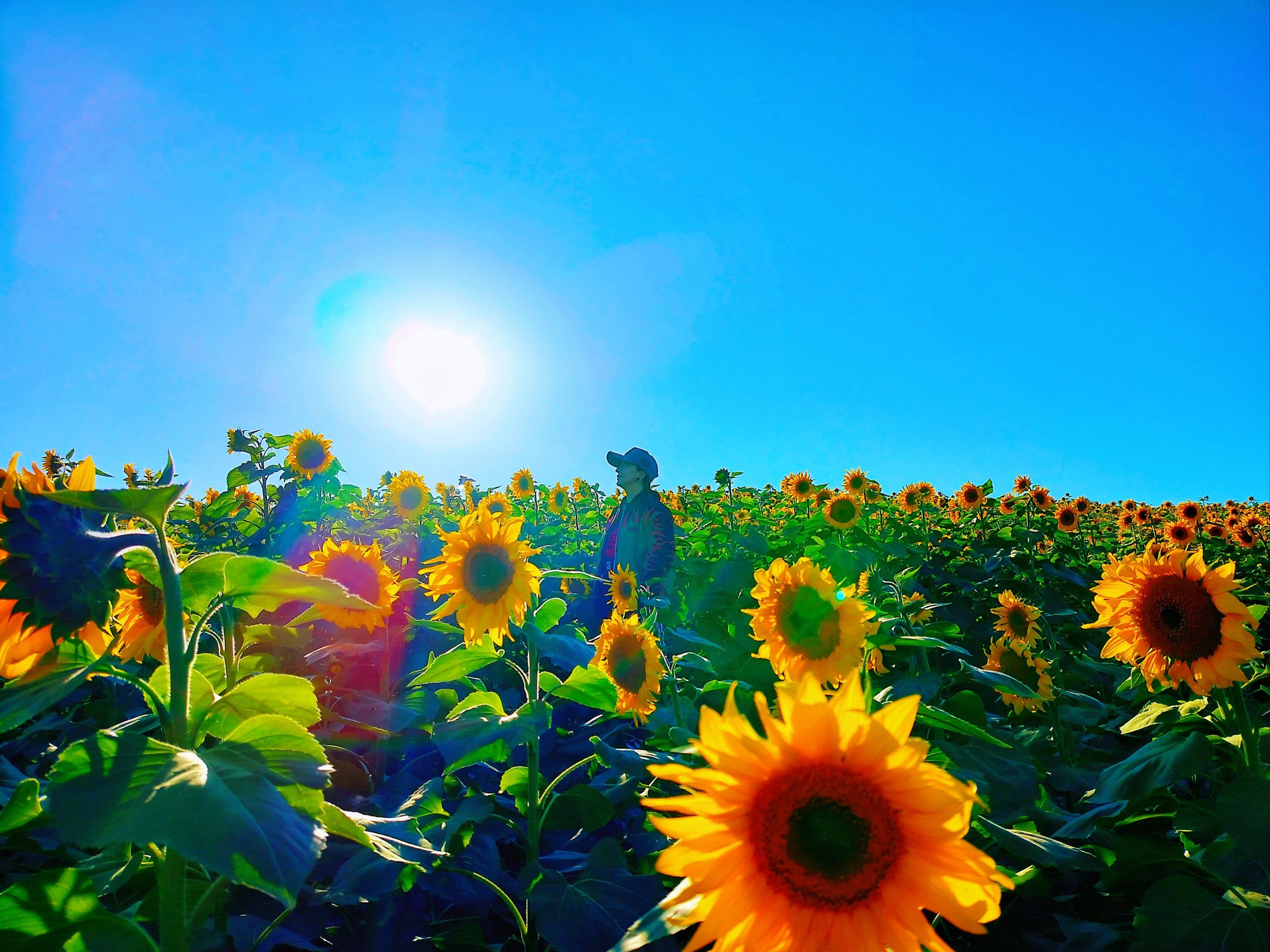 漫步花丛,心情美丽如画