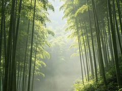 -缙云山景区