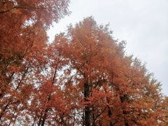 -白鹭湾湿地公园