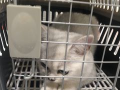 -伟伟宠物医院·CT影像中心·瑞派犬猫综合性门诊(汉口总院)