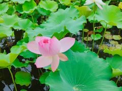 -绍兴镜湖国家城市湿地公园