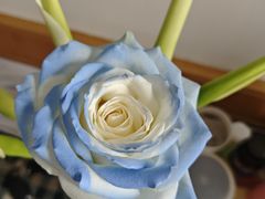 -FEI FEI FLOWER鲜花店·气球派对·宝宝宴布置(虹口德必运动Loft店)