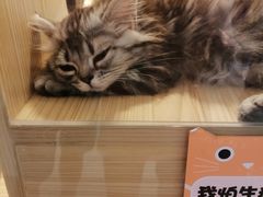 -屋虎猫馆(宝安大仟里店)