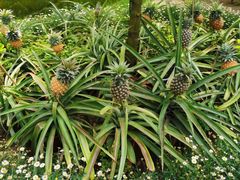 -南通洲际绿博园