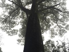-广州市石门国家森林公园