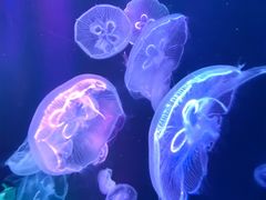 -海合安成都极地海洋公园