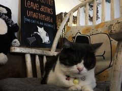 -海边的猫和咖啡馆