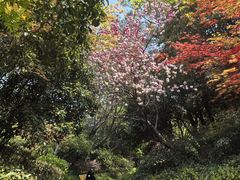 -桃花岛景观公园