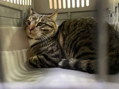 -艾贝尔宠物诊疗