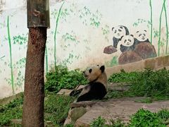 -中国大熊猫保护研究中心雅安碧峰峡基地