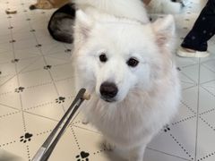 -毛绒耶耶撸宠馆·猫咖·狗咖·荷兰猪咖