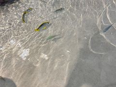 -大阪海游馆