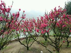 -南国桃园旅游度假区