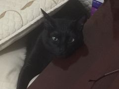 -北京恒爱动物医院(清景园分院)