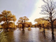 -金塔沙漠胡杨林景区