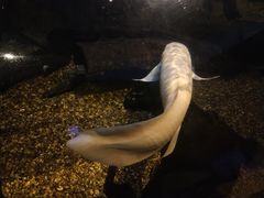 -悉尼海洋生物水族馆