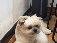 -瑞派紫金宠物医院24小时·骨科·中兽医·重症转诊中心(番禺大石院)