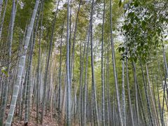 -上海佘山国家森林公园天马山园