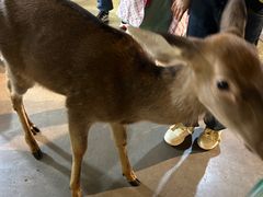 -昆明大悦城未来动物城(螺蛳湾中心店)
