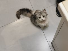 -关爱宠物医院·猫科中心·消化科(滨湖万达分院)