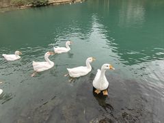 -靖西鹅泉风景区
