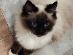 -楼上猫咖(罗湖店)