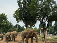 -石家庄市动物园