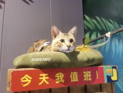 -未来动物城主题公园(正弘城店)
