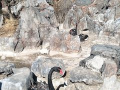 -千岛湖石林