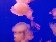 -江和美海洋公园
