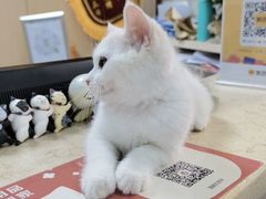 -宠颐生猫科·内科皮肤科(西平世纪城店)